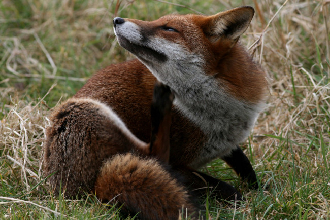 Обои картинки фото животные, лисы, лисичка, луг, трава