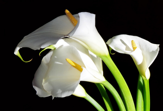 Обои картинки фото цветы, каллы, белый