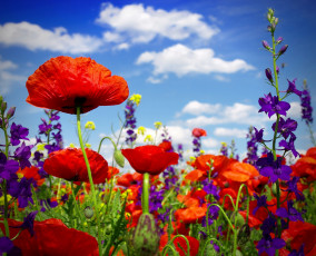 Картинка цветы луговые+ полевые +цветы маки poppy цветение лето маковое поле wild flowers field