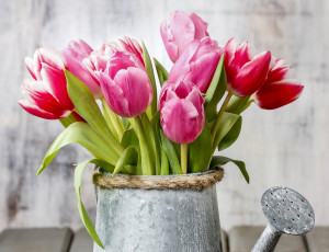 Картинка цветы тюльпаны лейка flowers spring tulips