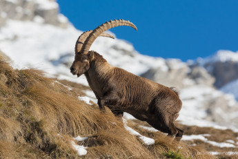 Картинка животные козы горный козел