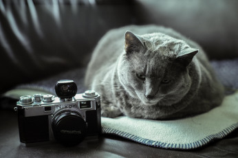 Картинка животные коты кошак лежит фотоаппарат котяра