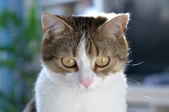 Картинка животные коты коте кот кошак киса взгляд глаза котяра