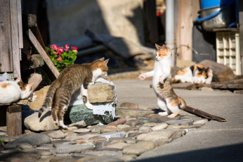 Картинка животные коты улица разборки кошаки
