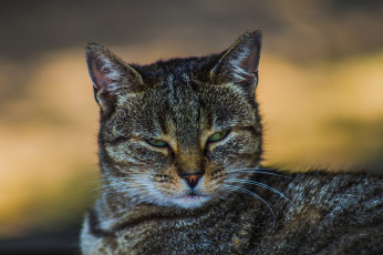 Картинка животные коты взгляд глаза котяра кошак усы