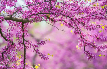 Картинка цветы цветущие+деревья+ +кустарники дерево природа spring branches tree nature весна ветки