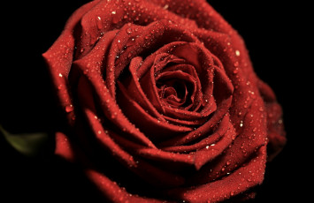 Картинка цветы розы роза красная лепестки макро капли