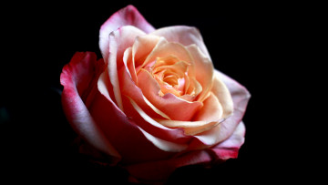 Картинка цветы розы роза розовое макро красота