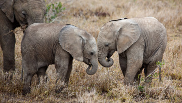 Картинка животные слоны игра слонята