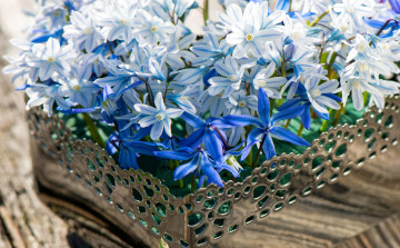 Картинка цветы гиацинты basket wood spring flowers