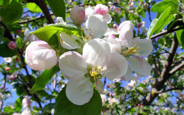 Картинка цветы цветущие+деревья+ +кустарники лепестки ветка яблоня
