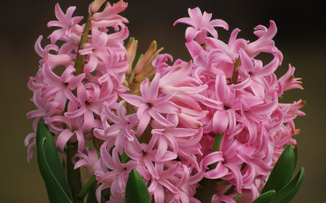 Картинка цветы гиацинты лепестки