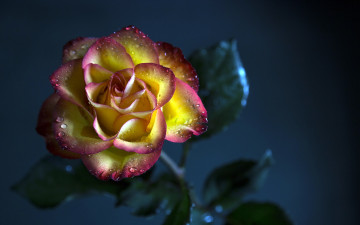 Картинка цветы розы роза цветок фон жёлто-розовая капли роса вода