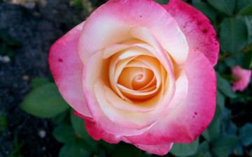 Картинка цветы розы роза красиво природа