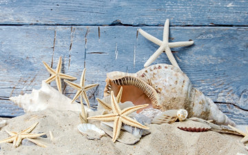 обоя разное, ракушки,  кораллы,  декоративные и spa-камни, песок, пляж, звезды, beach, starfishes, seashells, wood, sand