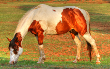 Картинка животные лошади horse