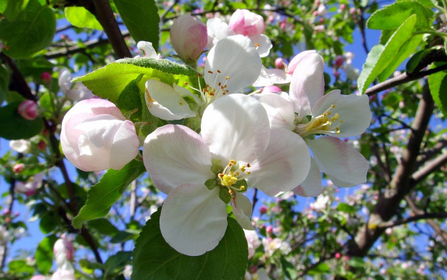 Обои картинки фото цветы, цветущие деревья ,  кустарники, лепестки, ветка, яблоня
