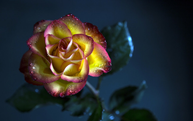 Обои картинки фото цветы, розы, роза, цветок, фон, жёлто-розовая, капли, роса, вода