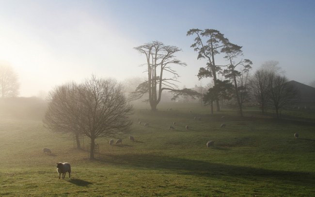 Обои картинки фото животные, овцы,  бараны, утро, поле, туман