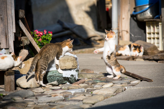 Обои картинки фото животные, коты, улица, разборки, кошаки