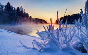 Картинка природа зима снег куст