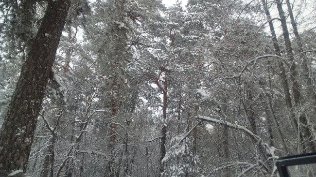 Обои картинки фото зимний лес, природа, зима, зимний, лес