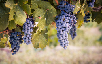 Картинка природа Ягоды +виноград виноград виноградник грозди винограда листья
