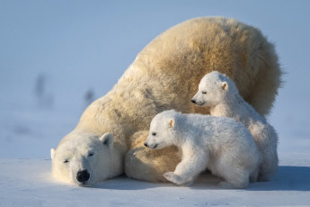 Картинка белый+полярный+медведь +медведица+с+медвежатами животные медведи белый медвежата медвежонок медведица полярный медведь хищники медвежьи млекопитающие снег мороз льды шерсть когти пасть клыки