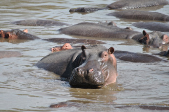 обоя бегемот, животные, бегемоты, hippopotamus, млекопитающие, китопарнокопытные, бегемотовые, клыки, пасть, вода