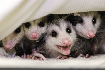 Картинка possums животные опоссумы детёныши opossum опоссум опоссумовые зверёк мех хвостик мордочка млекопитающие