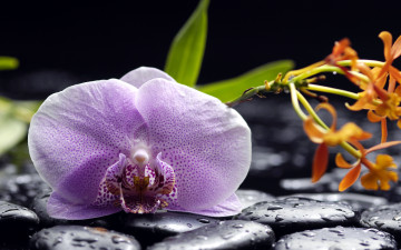 обоя цветы, орхидеи, крапинки