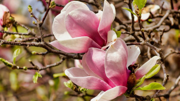 Картинка цветы магнолии розовая магнолия куст бутоны макро