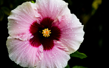 Картинка цветы гибискусы розовый гибискус макро капли