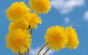 Картинка цветы одуванчики небо голубое желтые весна