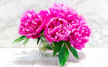 Картинка цветы пионы букет розовые ваза