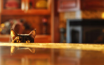 Картинка животные коты кот глаза стол отражение