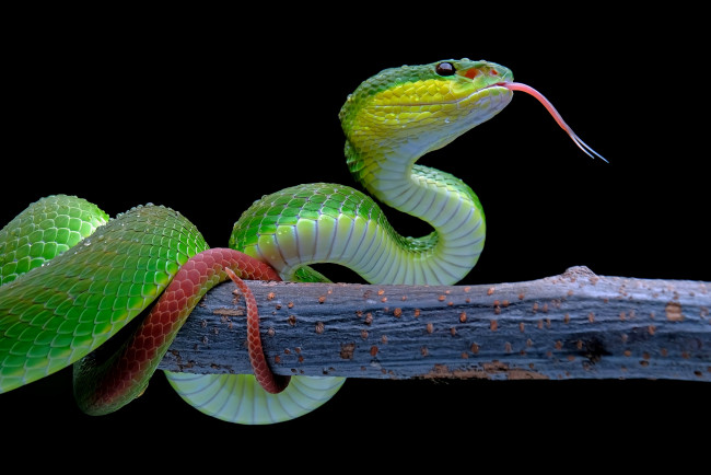 Обои картинки фото питон, животные, змеи,  питоны,  кобры, язык, капли, змея, ветка, черный, фон, зеленая