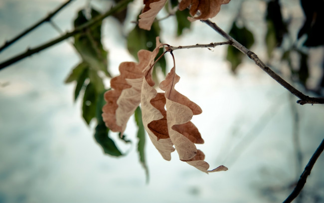 Обои картинки фото природа, листья, снег, ветки
