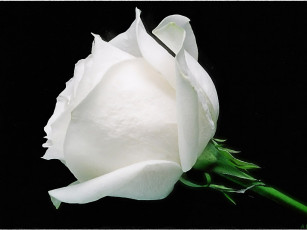Картинка aleksandre черное это белое цветы розы