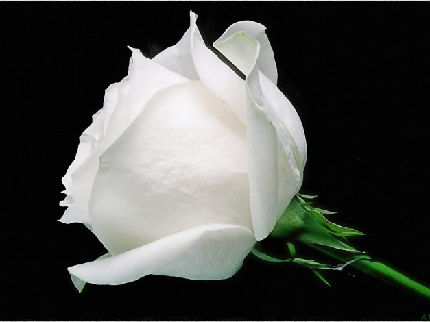 Обои картинки фото aleksandre, черное, это, белое, цветы, розы