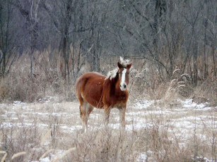 Картинка автор виктор алеветдинов животные лошади