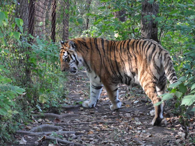 Обои картинки фото автор, виктор, алеветдинов, животные, тигры