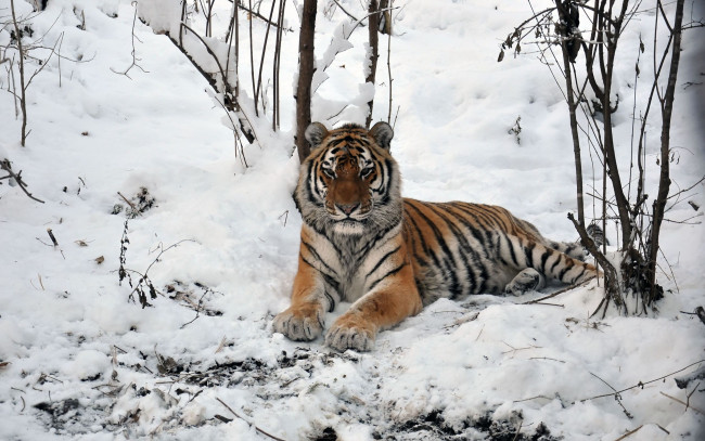 Обои картинки фото автор, виктор, алеветдинов, животные, тигры