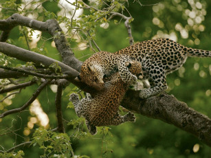 Картинка животные леопарды леопард котёнок ствол дерево