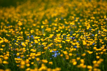 Картинка цветы луговые полевые желтый лютики