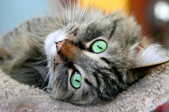 Картинка животные коты голова глаза