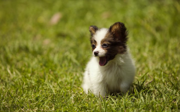Картинка животные собаки щенок собака трава