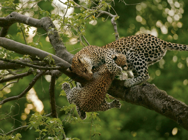 Обои картинки фото животные, леопарды, леопард, котёнок, ствол, дерево