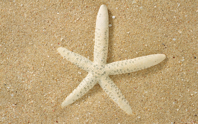 Обои картинки фото животные, морские, звёзды, песок, белая, поверхность, макро, морская, звезда