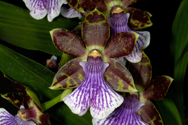 Обои картинки фото цветы, орхидеи, коричневый, фиолетовый, экзотика